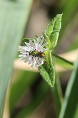 Augochlorella aurata