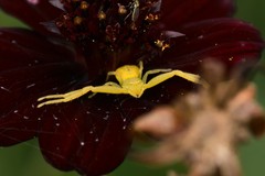 Mecaphesa californica
