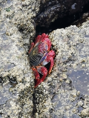Grapsus adscensionis