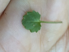 Campanula cochleariifolia