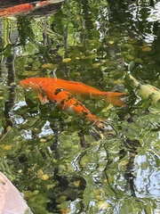 Cyprinus rubrofuscus