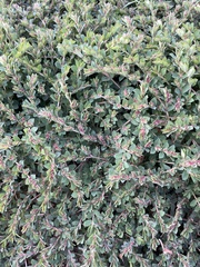 Euphorbia velleriflora