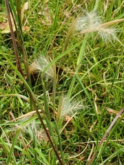 Andropogon ternarius