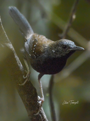 Myrmophylax atrothorax