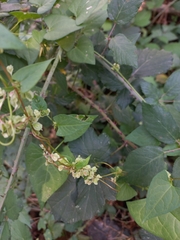 Fallopia dumetorum