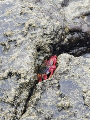 Grapsus adscensionis