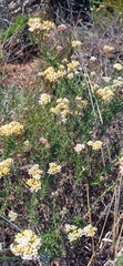 Helichrysum rosum