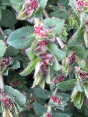Euphorbia velleriflora