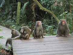 Macaca cyclopis