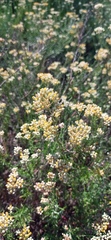 Helichrysum rosum