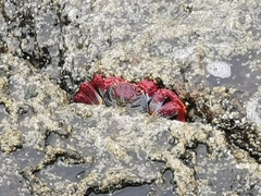 Grapsus adscensionis