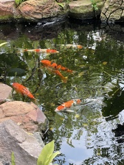 Cyprinus rubrofuscus