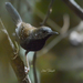 Black-throated Antbird - Photo (c) Lilian Tomazelli, some rights reserved (CC BY-NC), uploaded by Lilian Tomazelli