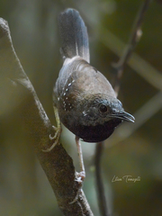 Myrmophylax atrothorax