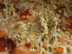 Thecacera pennigera