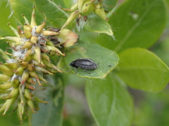 Cucujiformia