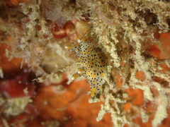 Thecacera pennigera