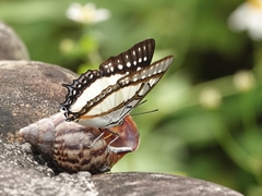 Polyura eudamippus formosana