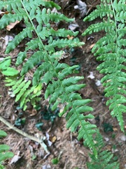 Pteridium aquilinum latiusculum
