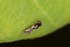 Tetrastichinae