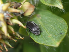 Cucujiformia