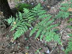 Pteridium aquilinum latiusculum