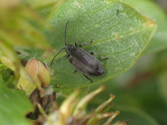 Cucujiformia