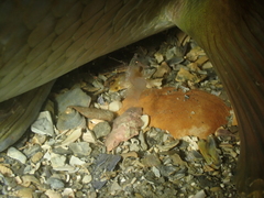 Periclimenes sagittifer