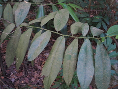 Diospyros blancoi