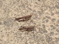 Trilophidia annulata