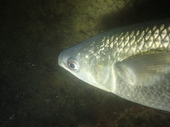 Chelon labrosus
