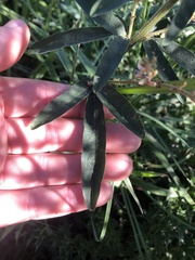 Desmodium sessilifolium