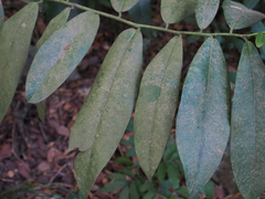 Diospyros blancoi