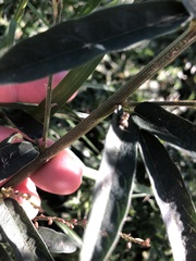 Desmodium sessilifolium
