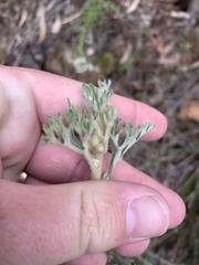 Actinotus helianthi