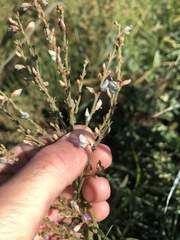 Desmodium sessilifolium