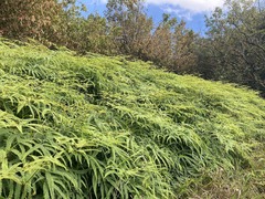 Dicranopteris linearis