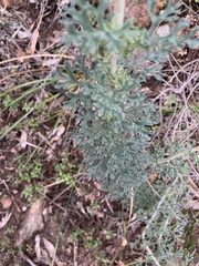 Actinotus helianthi