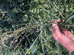 Desmodium sessilifolium