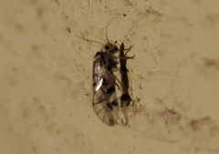 Psocomorpha