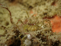 Ammothea hilgendorfi