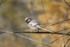 Carpodacus sibiricus