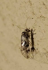 Psocomorpha
