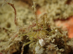 Ammothea hilgendorfi