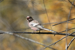 Carpodacus sibiricus