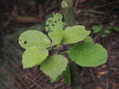 Ehretia dicksonii
