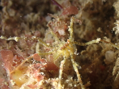 Ammothea hilgendorfi