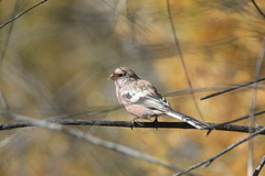 Carpodacus sibiricus
