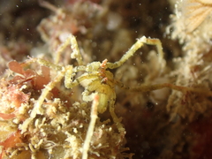 Ammothea hilgendorfi