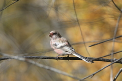 Carpodacus sibiricus